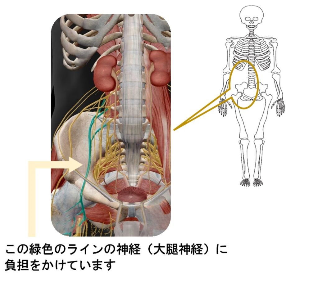 大腿神経の位置