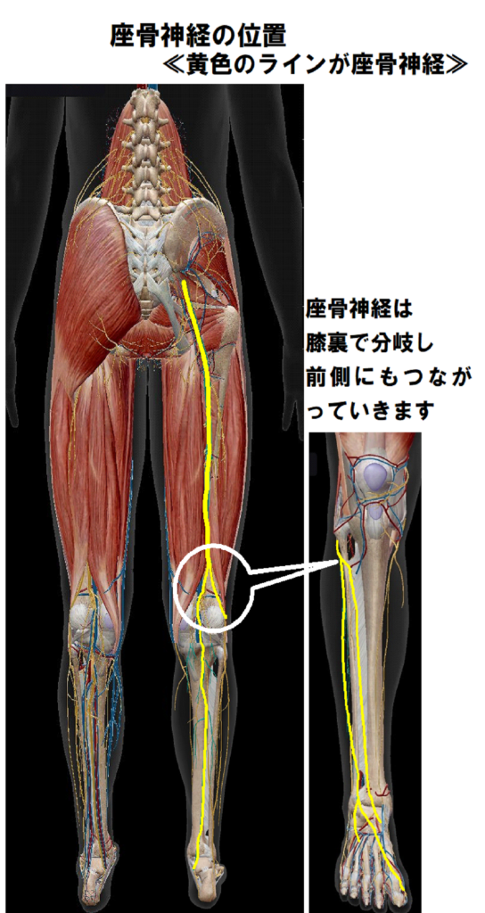 座骨神経の位置