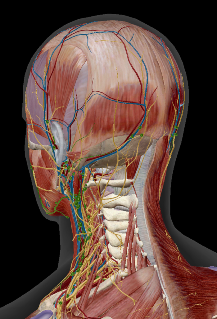 後頭部から首にかけての神経や静脈動脈の写真
