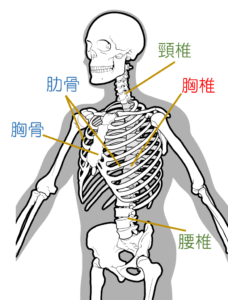 脊柱と胸郭の各部位