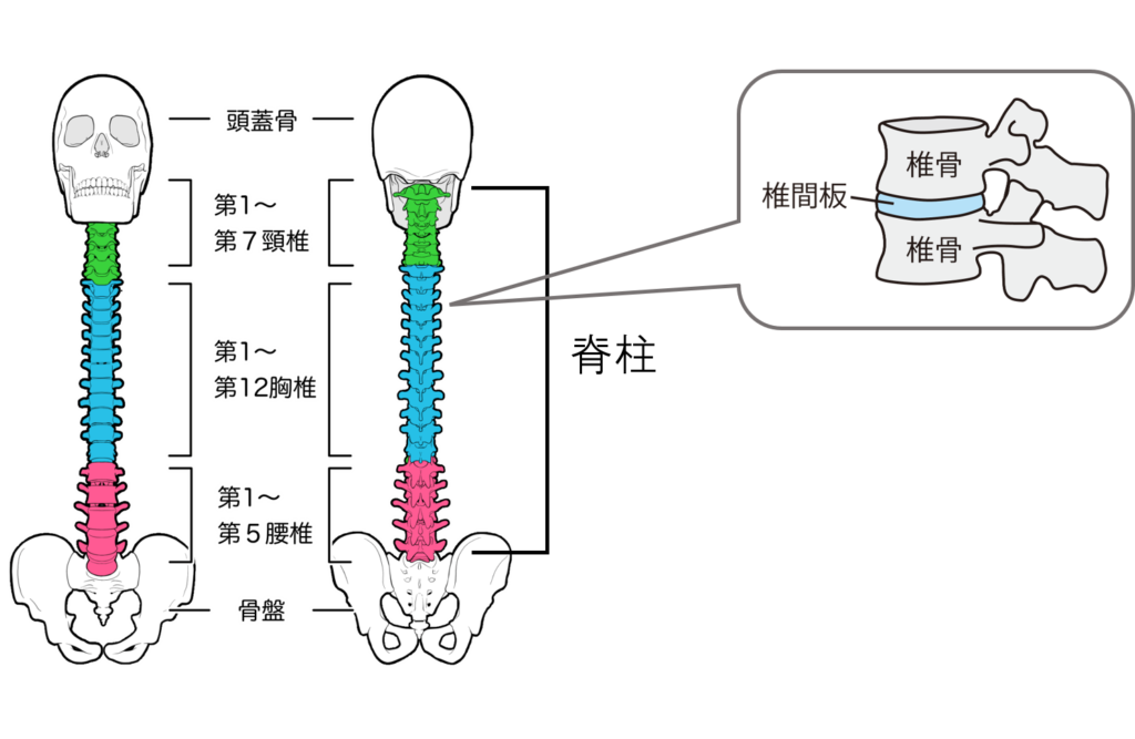 脊柱の構成