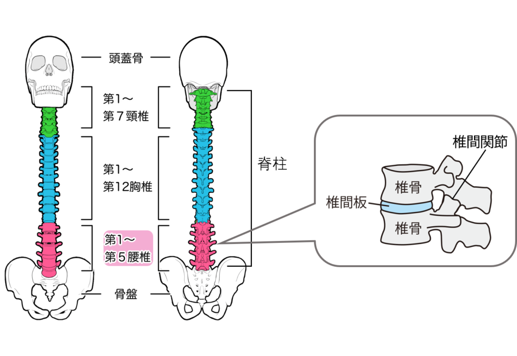 腰椎とその周辺の組織イラスト