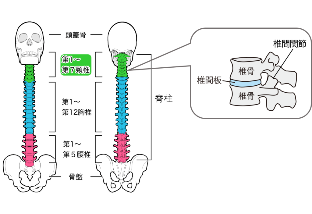 頚椎とその周辺の組織イラスト