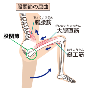股関節と周辺の筋肉