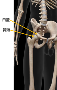 股関節位置の画像