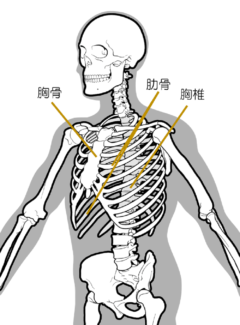 あばら骨ってどんな骨？