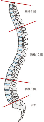 背骨形状図